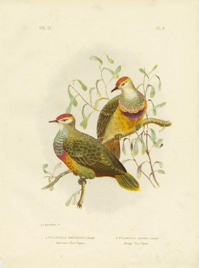 Swainson